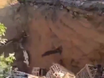 网传佛山三水900只猫被活埋？官方回应：不在佛山