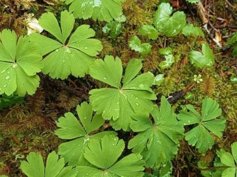 贡嘎山保护区发现多个物种新记录