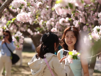 Beijing enters best viewing season of crabapple blossoms