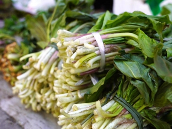 321，上链接！平武野菜出深山