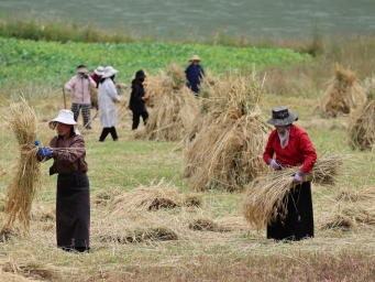 Highland barley harvest begins in Qinghai